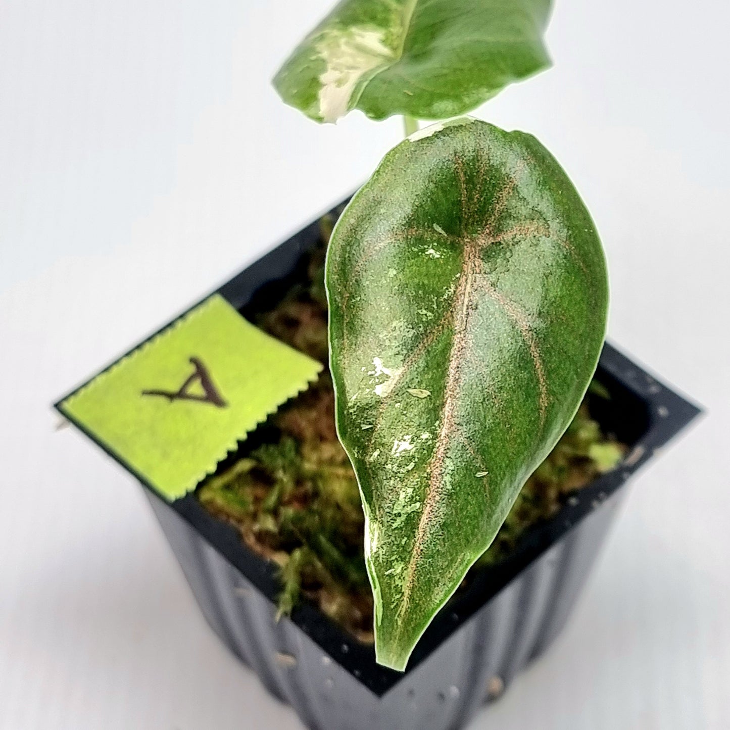 Alocasia azlanii Pink variegated