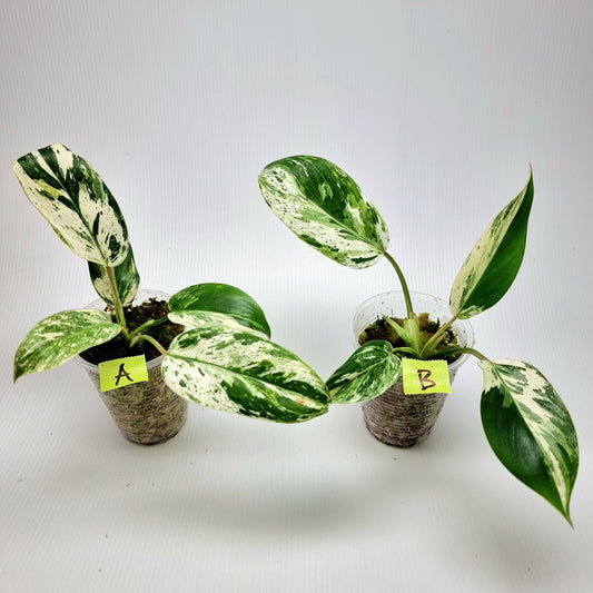 Philodendron Emerald Queen Marble