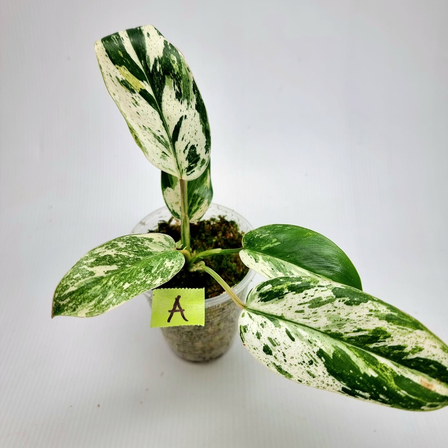 Philodendron Emerald Queen Marble