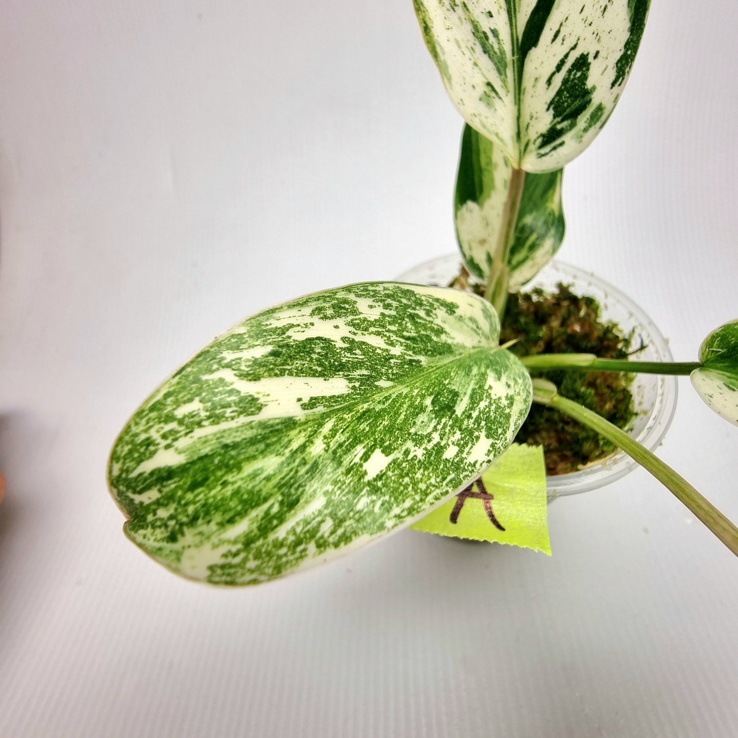 Philodendron Emerald Queen Marble