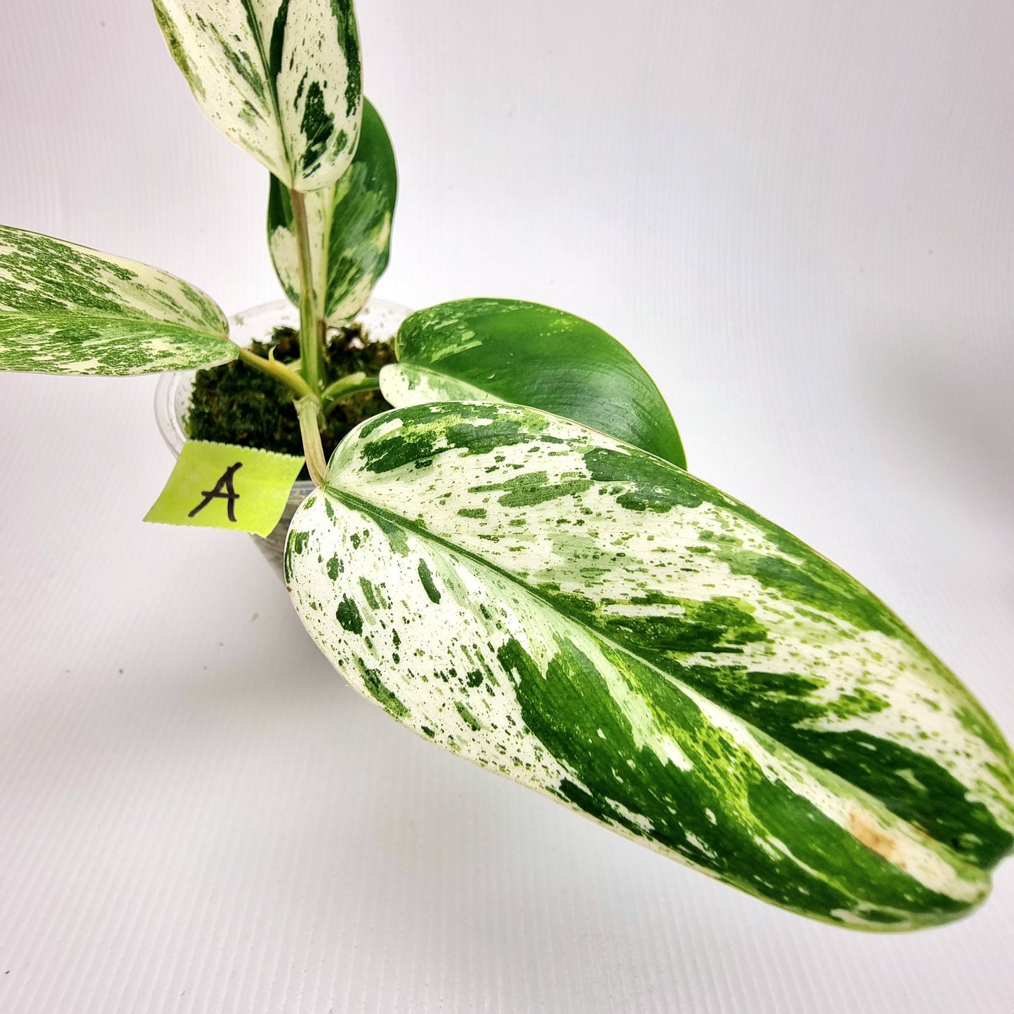 Philodendron Emerald Queen Marble