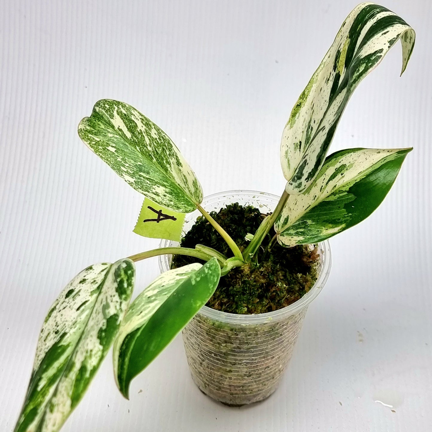 Philodendron Emerald Queen Marble