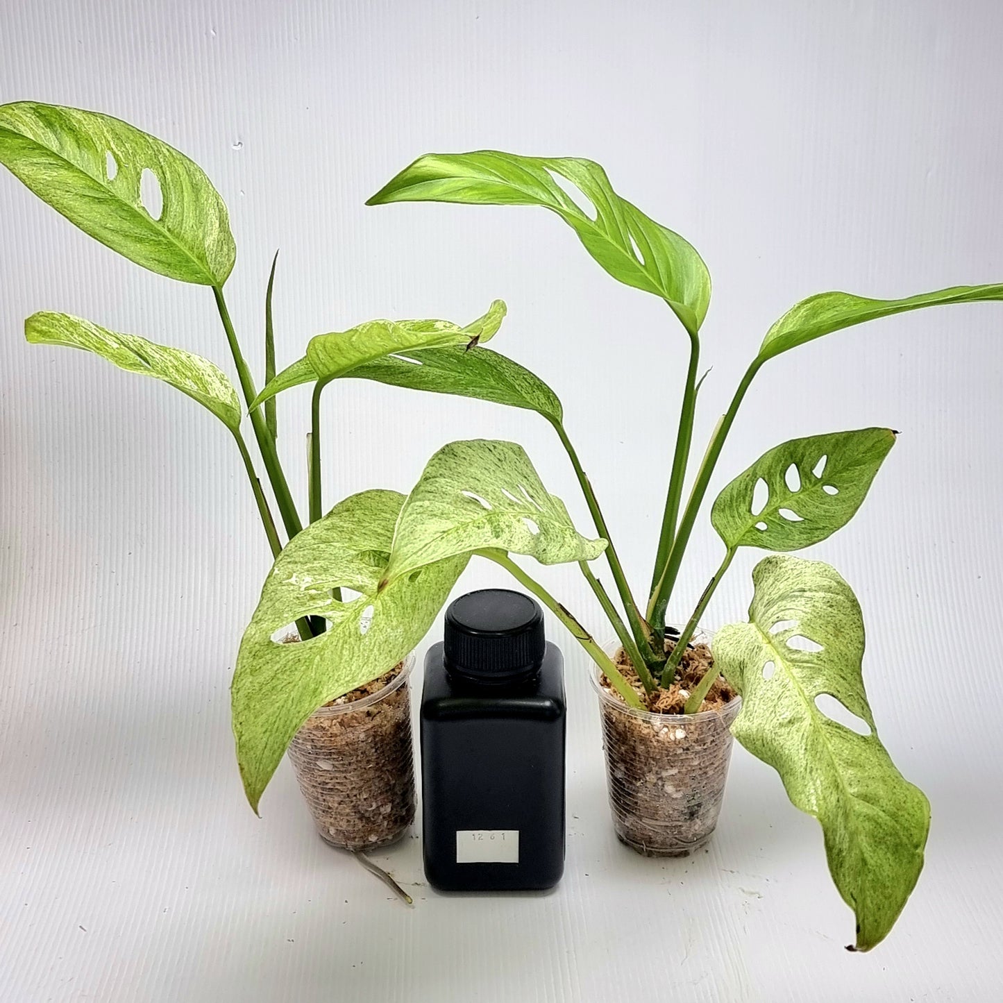 Monstera adansonii ssp laniata Mint variegated