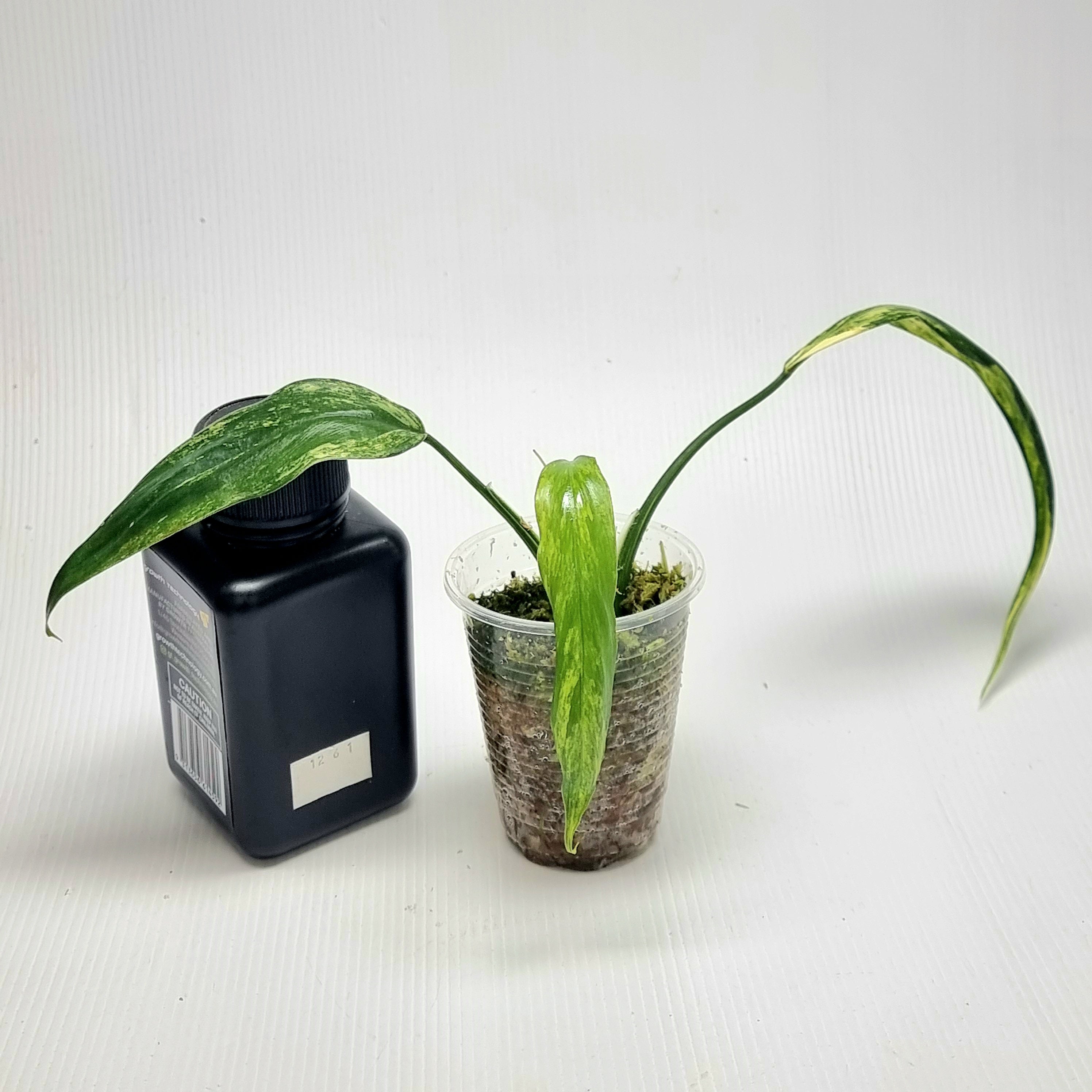 Philodendron holtonianum Variegated – Flora Magnifica Australia