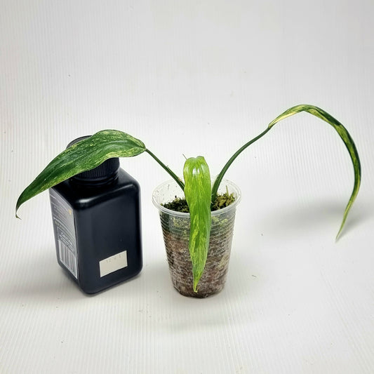 Philodendron holtonianum Variegated