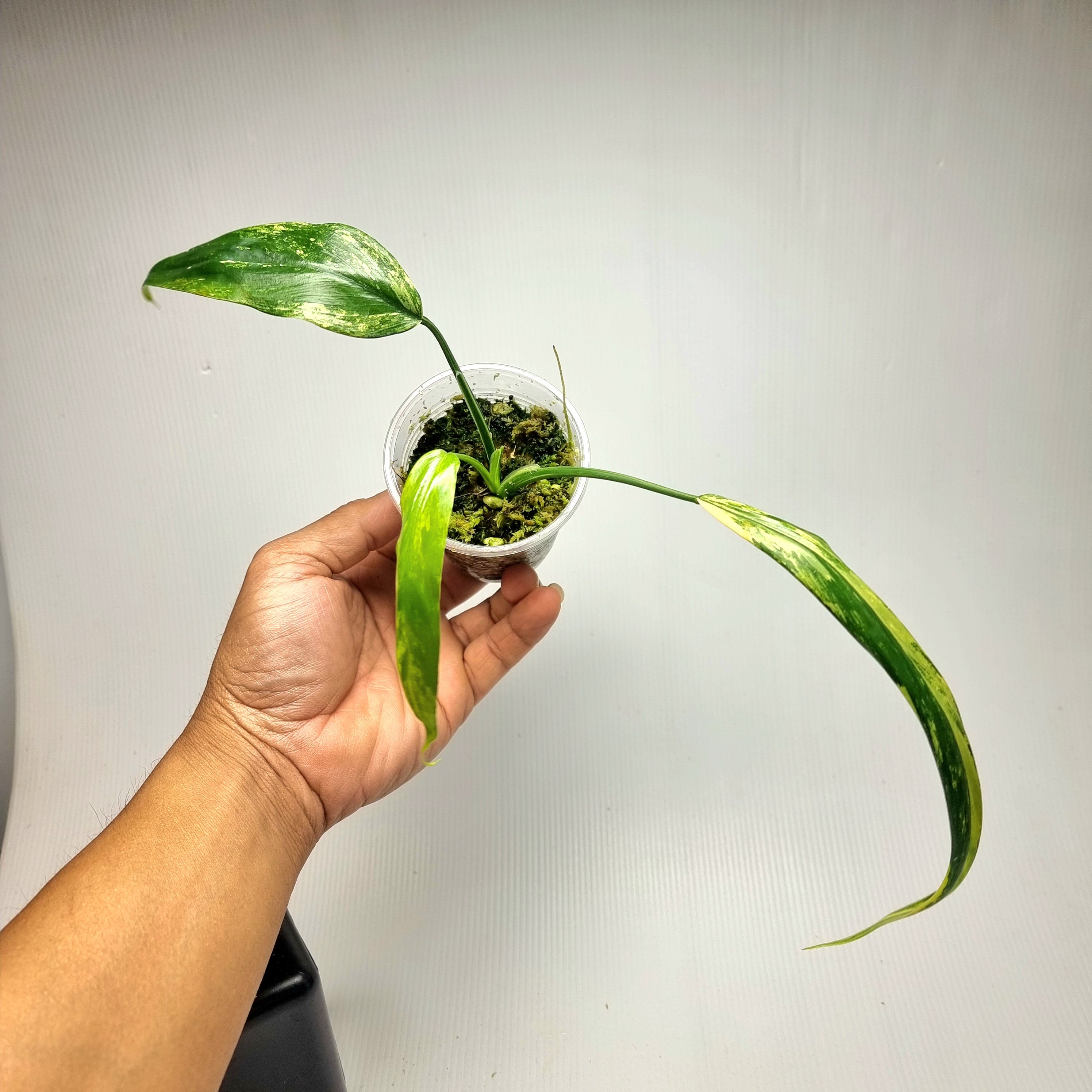 Philodendron holtonianum Variegated – Flora Magnifica Australia