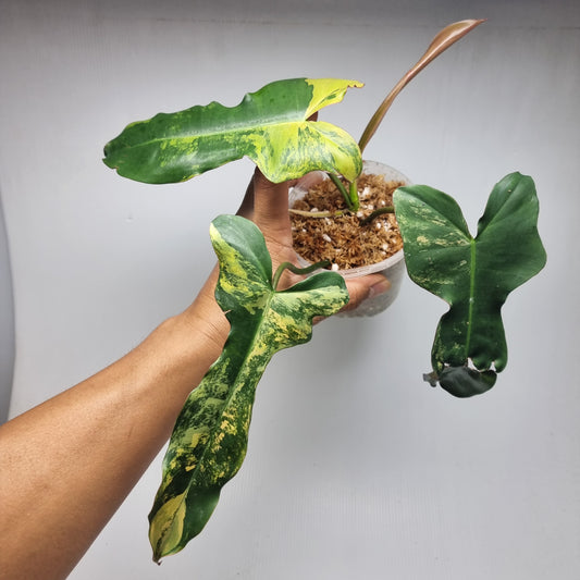 Philodendron Brown Beauty (FB x Black billie)