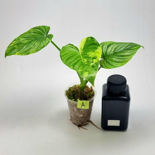 Philodendron plowmanii Variegated