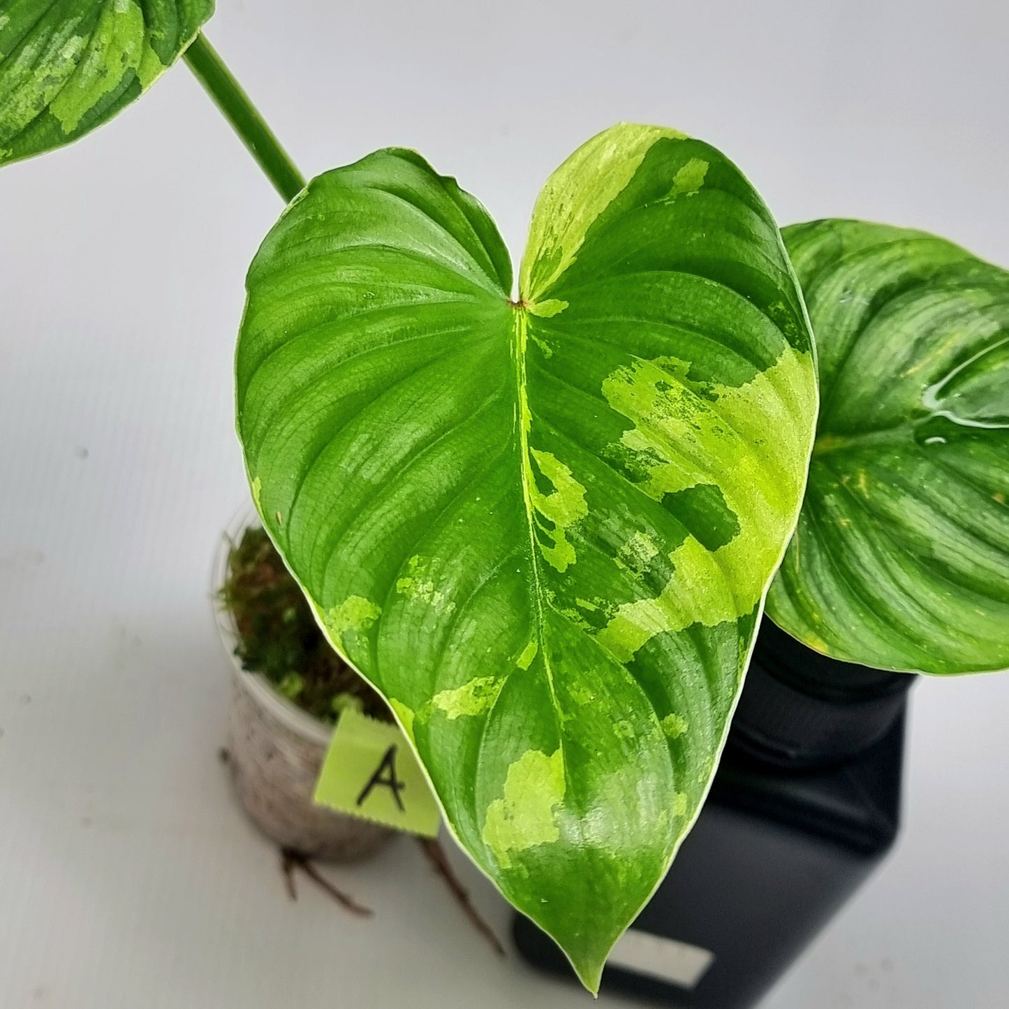 Philodendron plowmanii Variegated