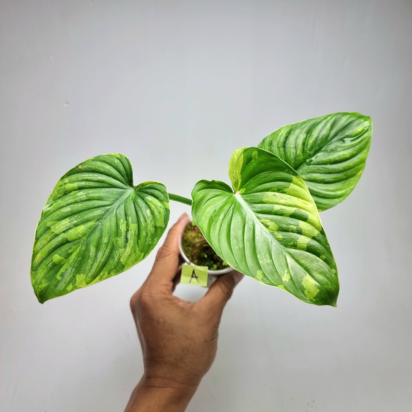 Philodendron plowmanii Variegated
