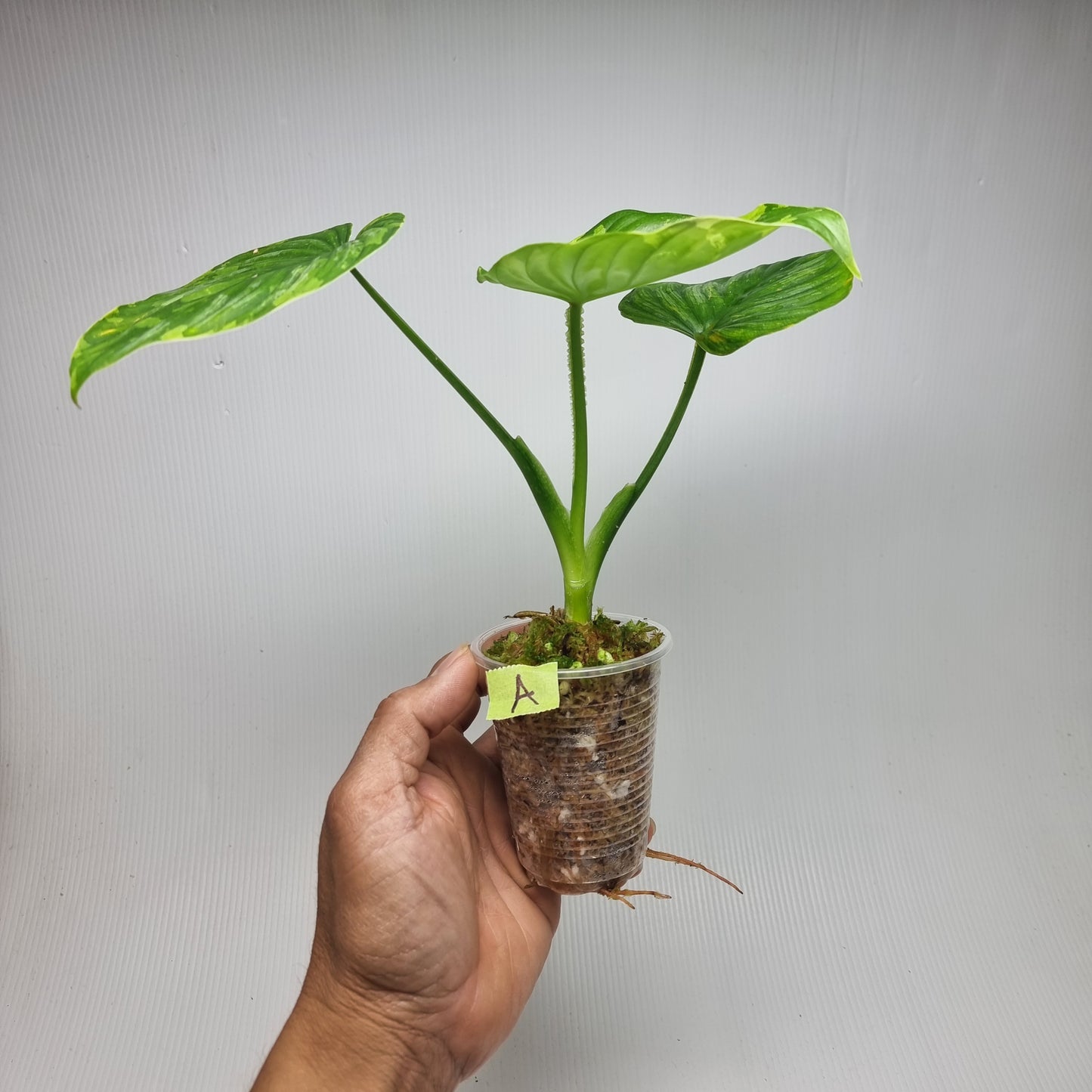 Philodendron plowmanii Variegated