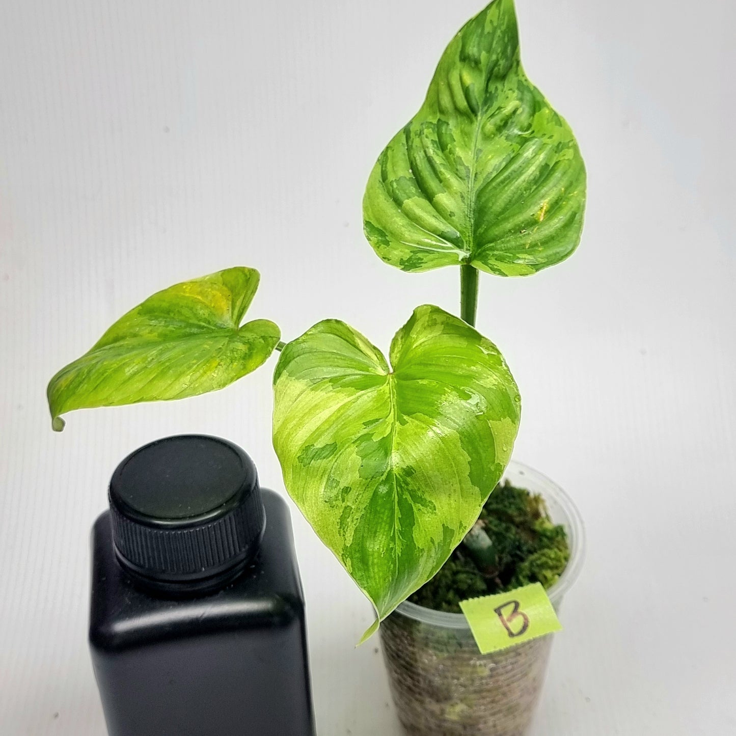 Philodendron plowmanii Variegated