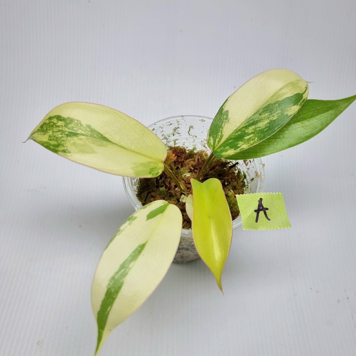 Philodendron Florida Beauty x Paraiso Verde Variegated