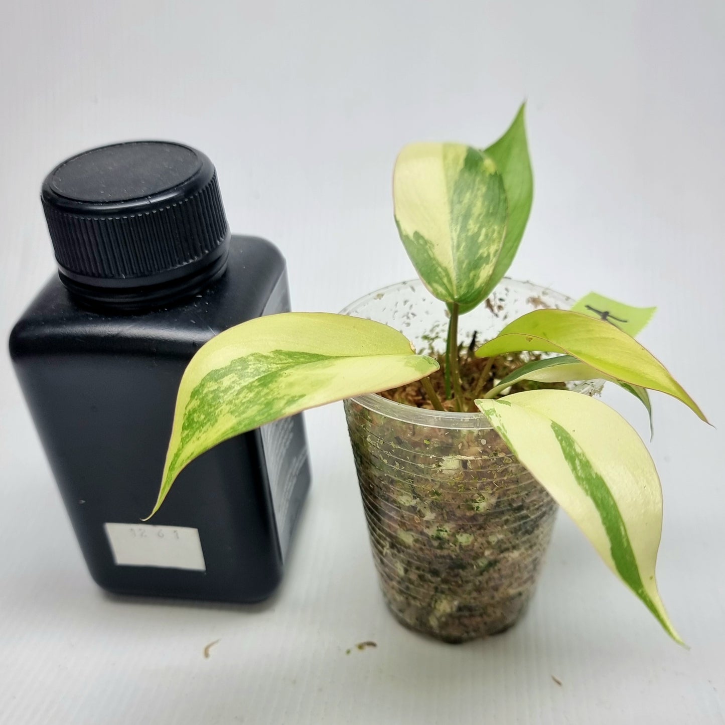 Philodendron Florida Beauty x Paraiso Verde Variegated