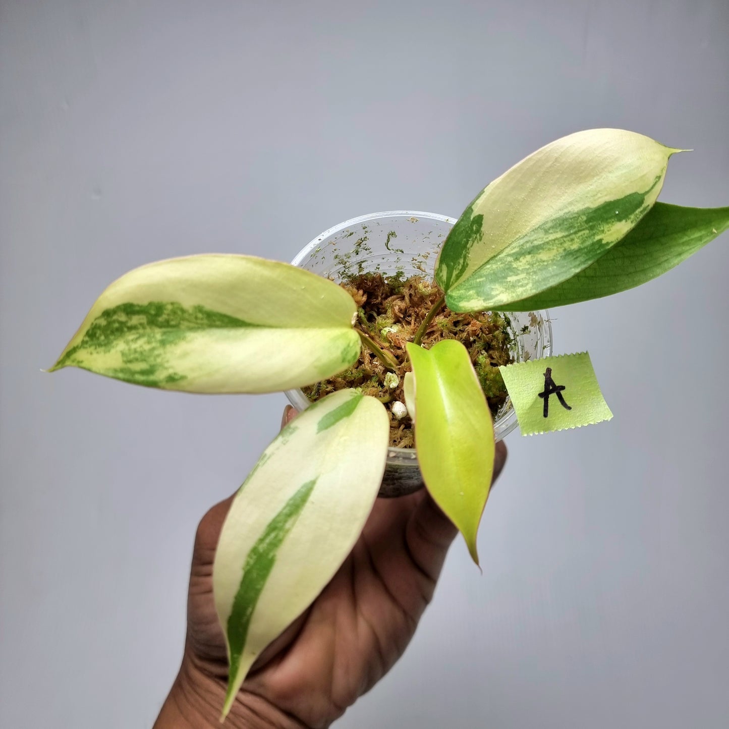 Philodendron Florida Beauty x Paraiso Verde Variegated