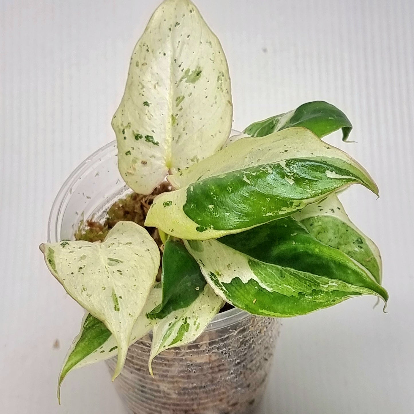 Philodendron Burle Marx's Snow White