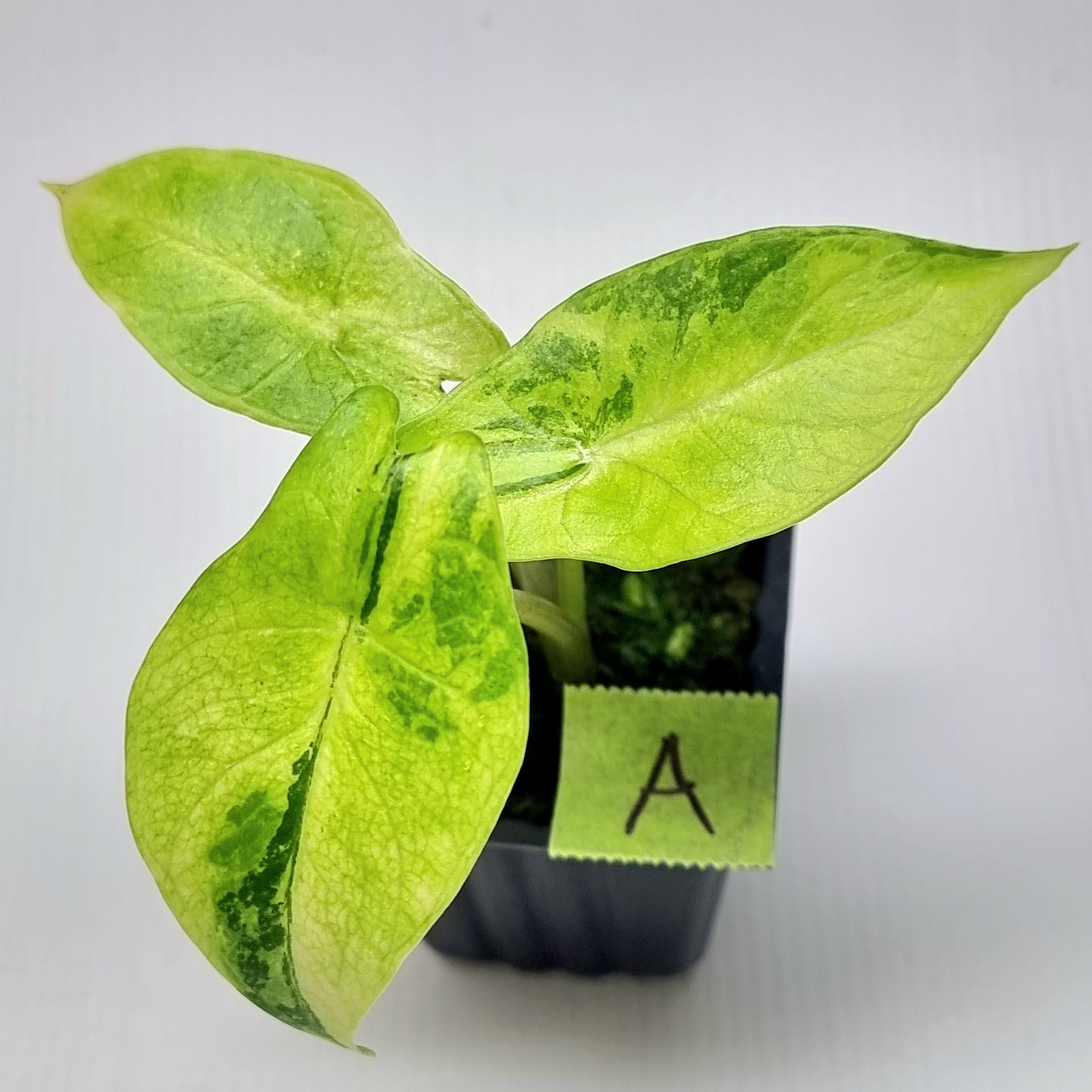 Alocasia scalprum Aurea Variegated