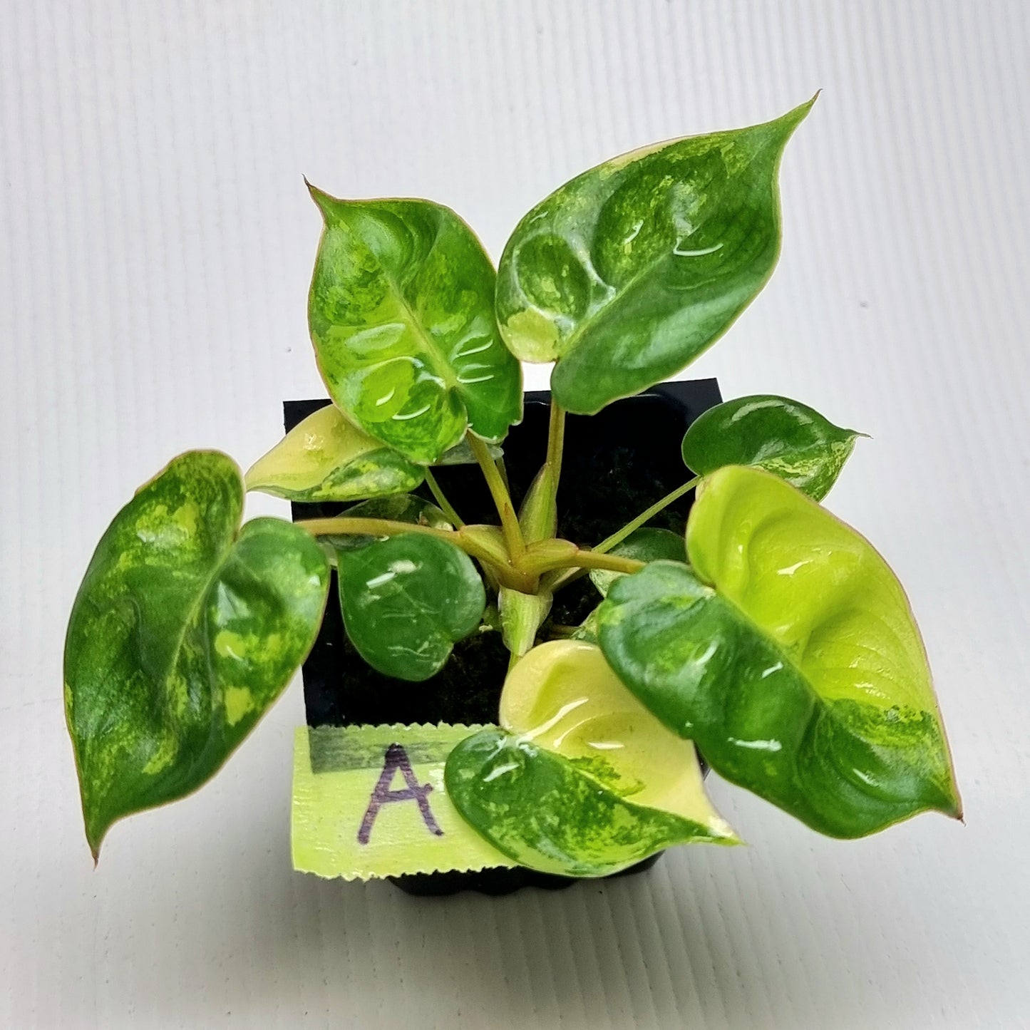 Philodendron billietiae Variegated