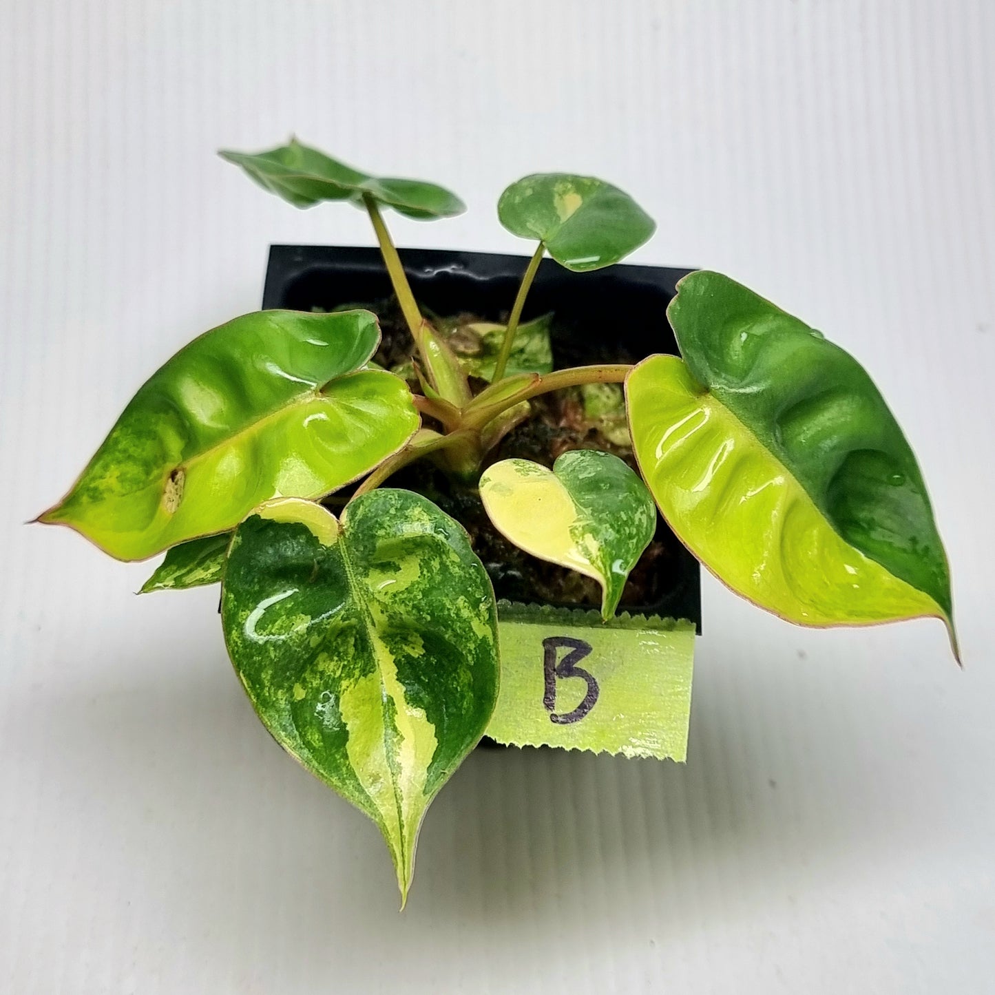 Philodendron billietiae Variegated