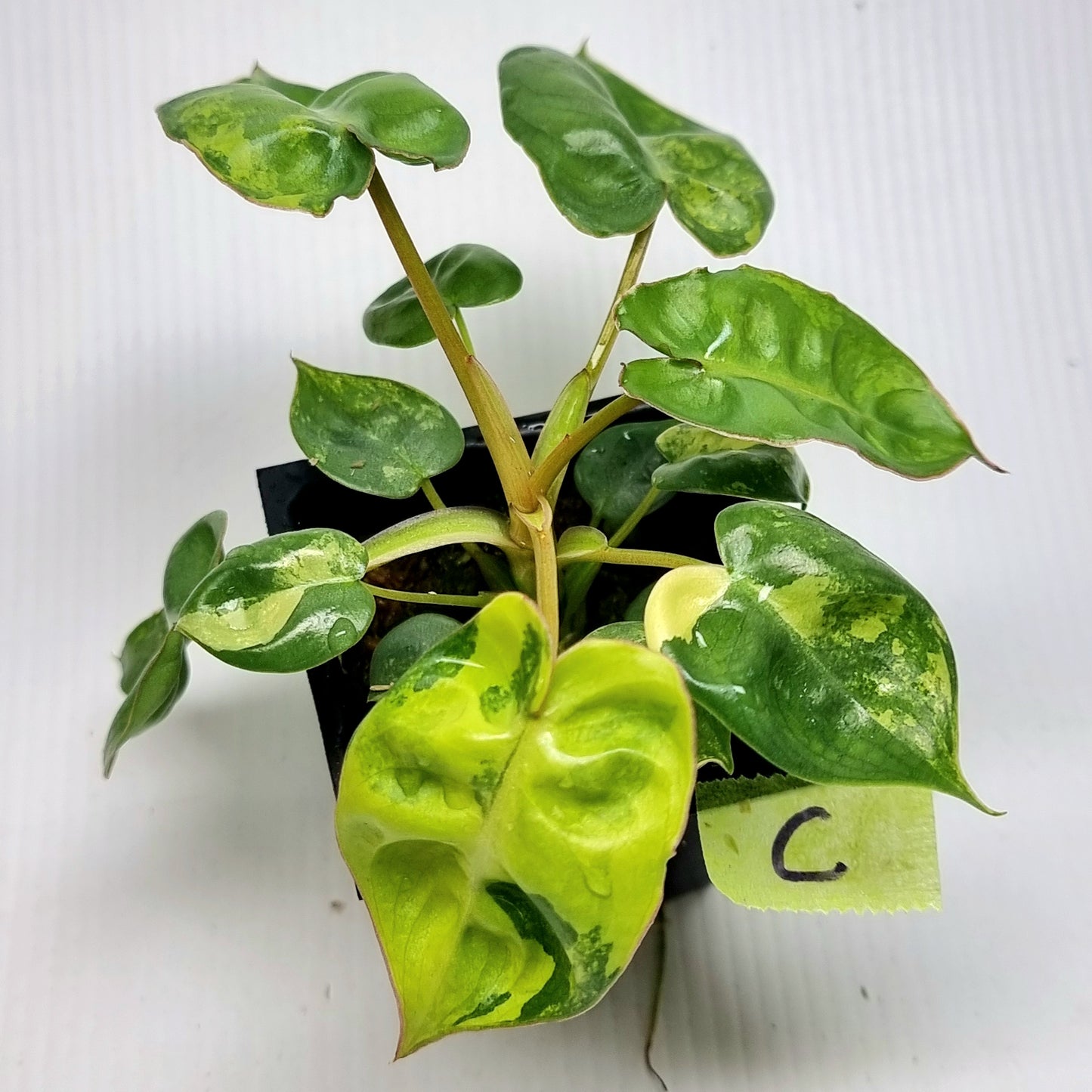 Philodendron billietiae Variegated