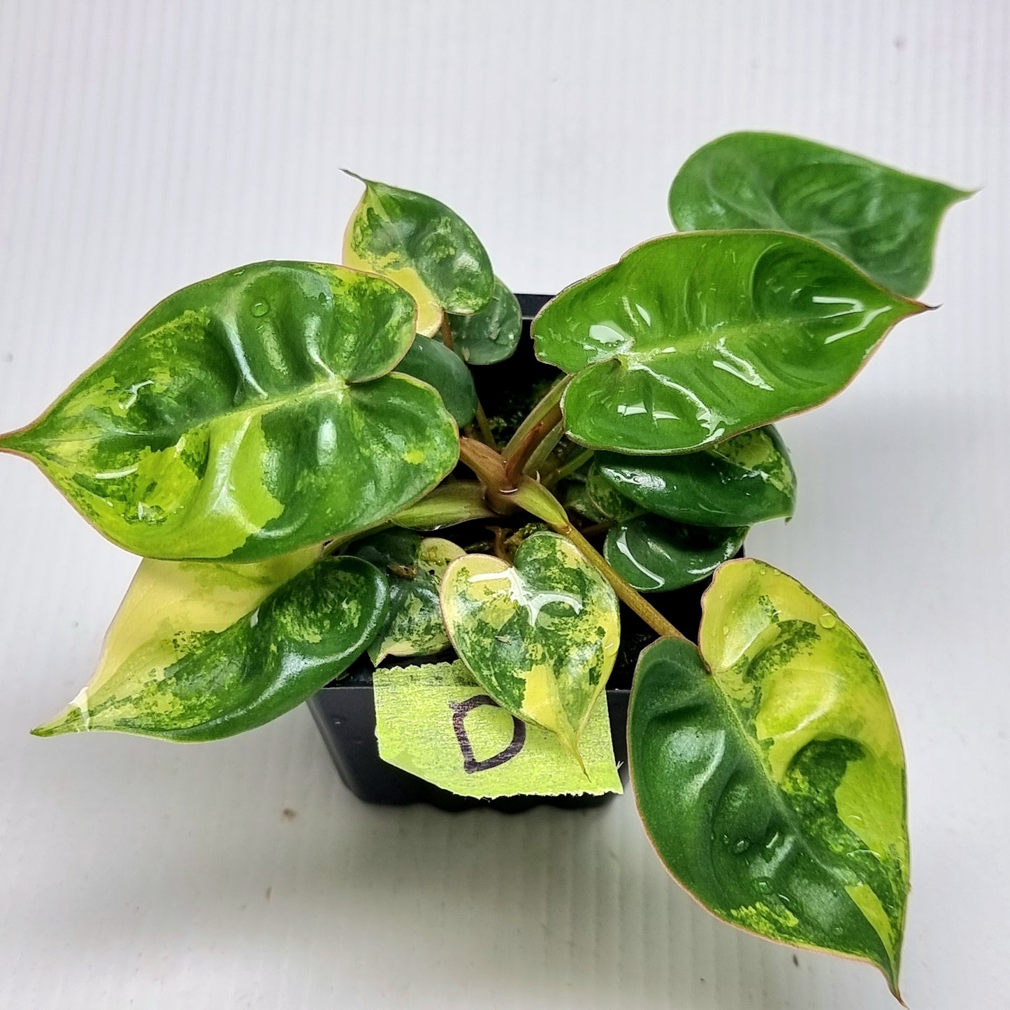Philodendron billietiae Variegated