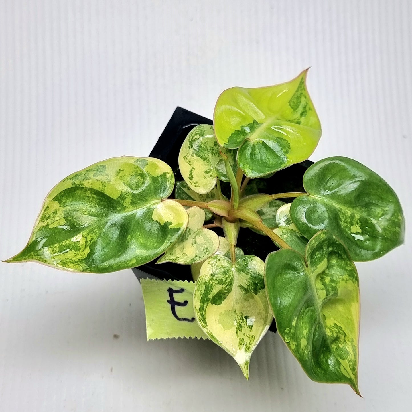 Philodendron billietiae Variegated