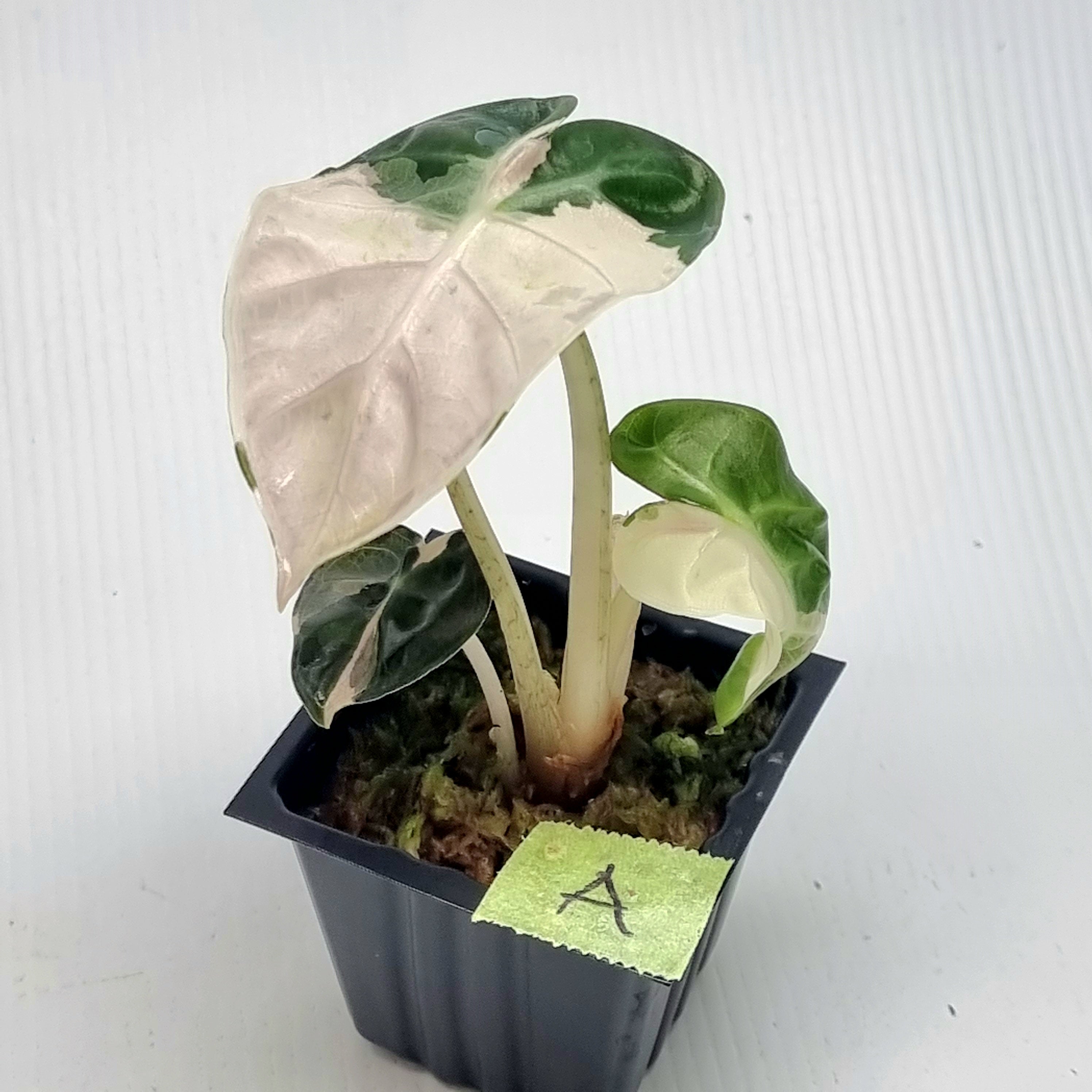 Alocasia Heart Balloon Pink Variegated – Flora Magnifica Australia