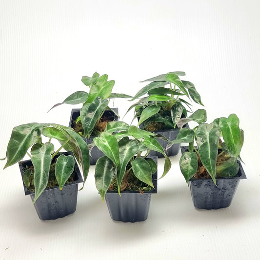Alocasia Pink Swirl REVERTED