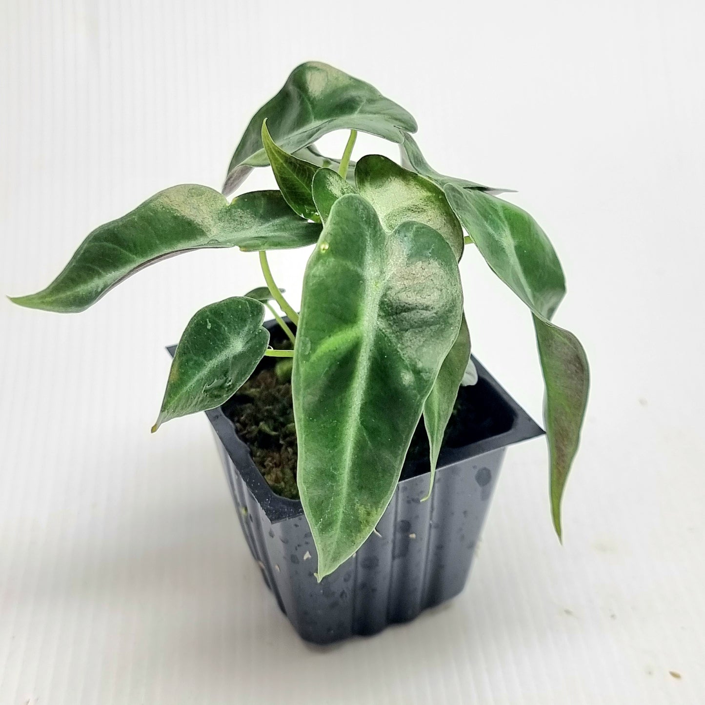 Alocasia Pink Swirl REVERTED