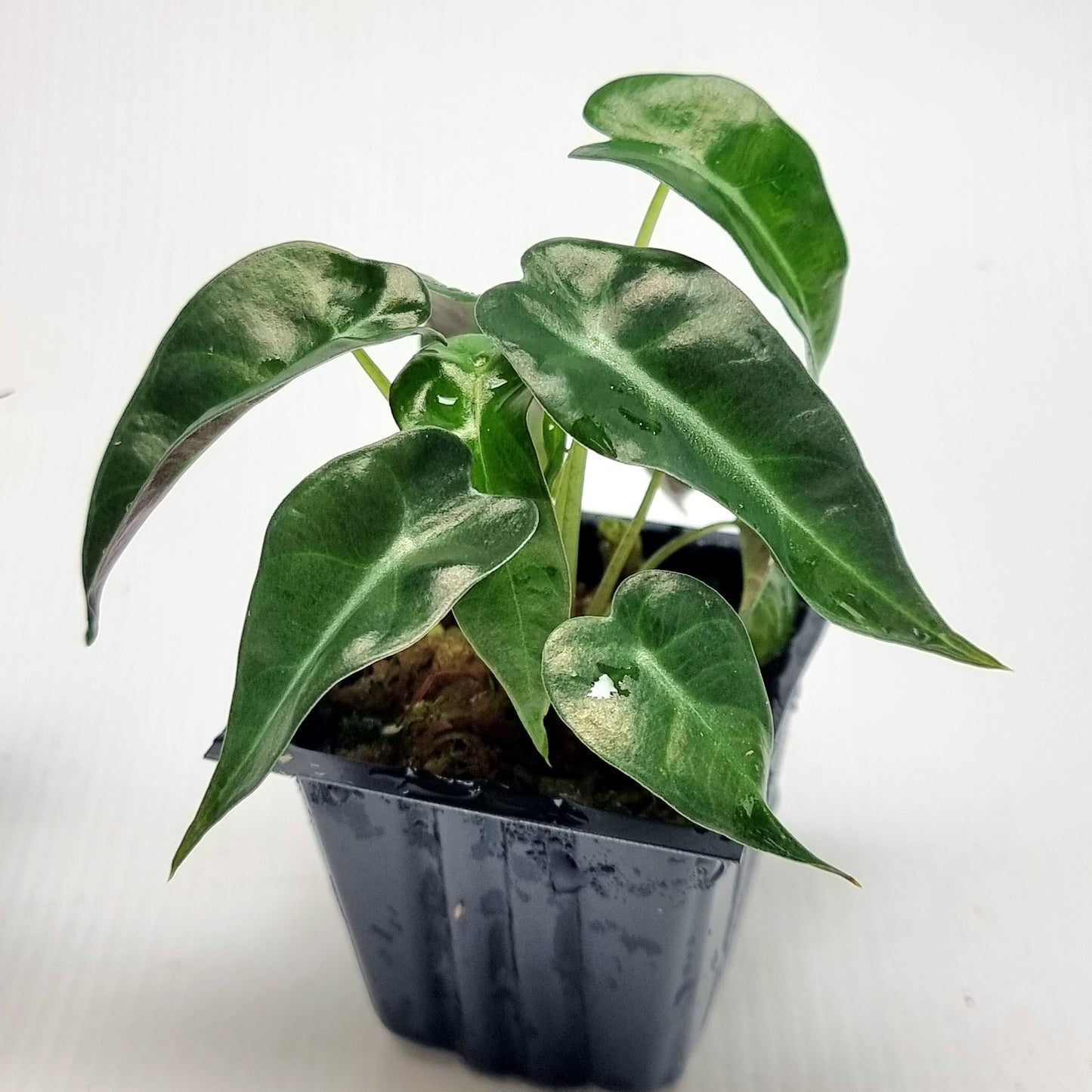 Alocasia Pink Swirl REVERTED