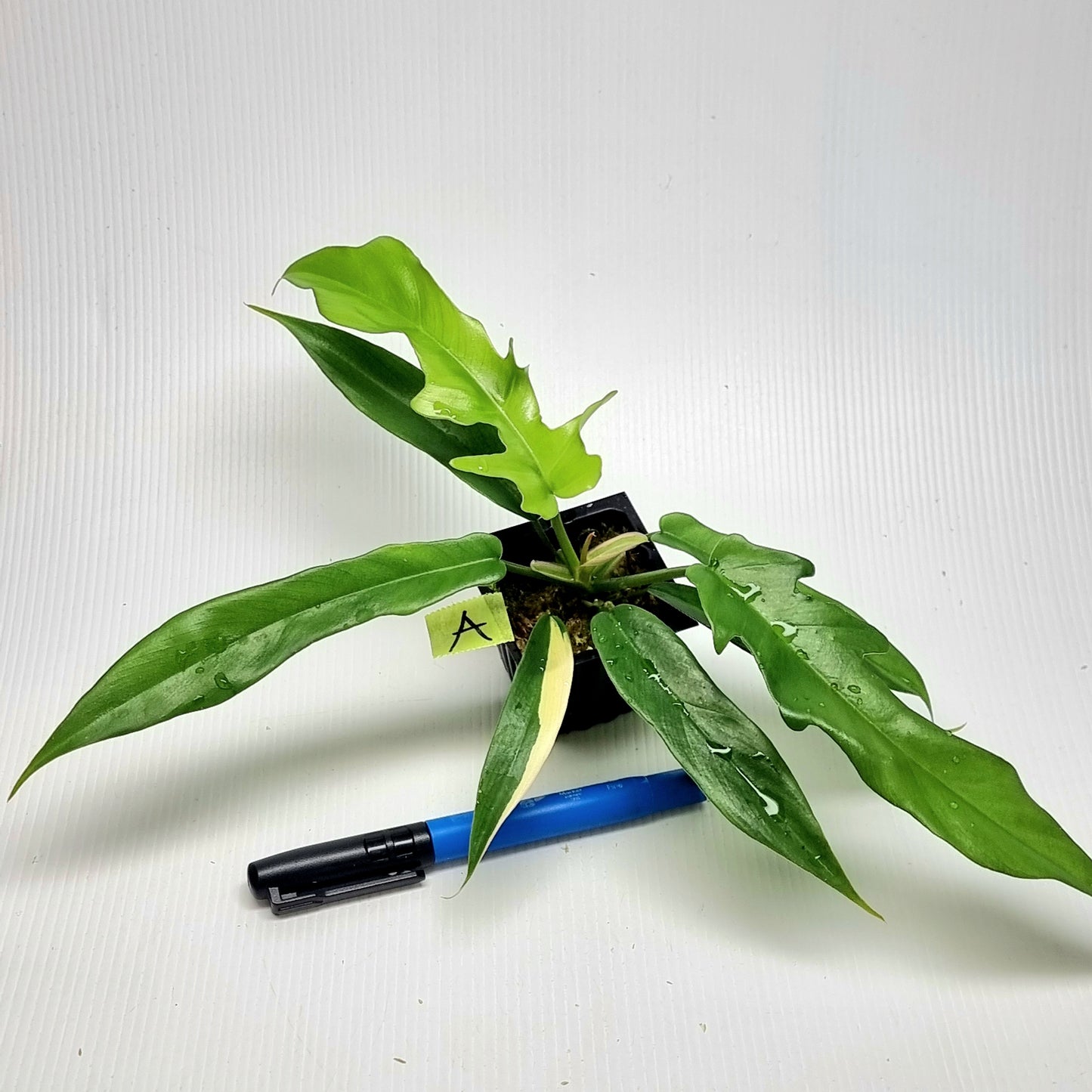 Philodendron Florida Beauty x P. tortum REVERTED