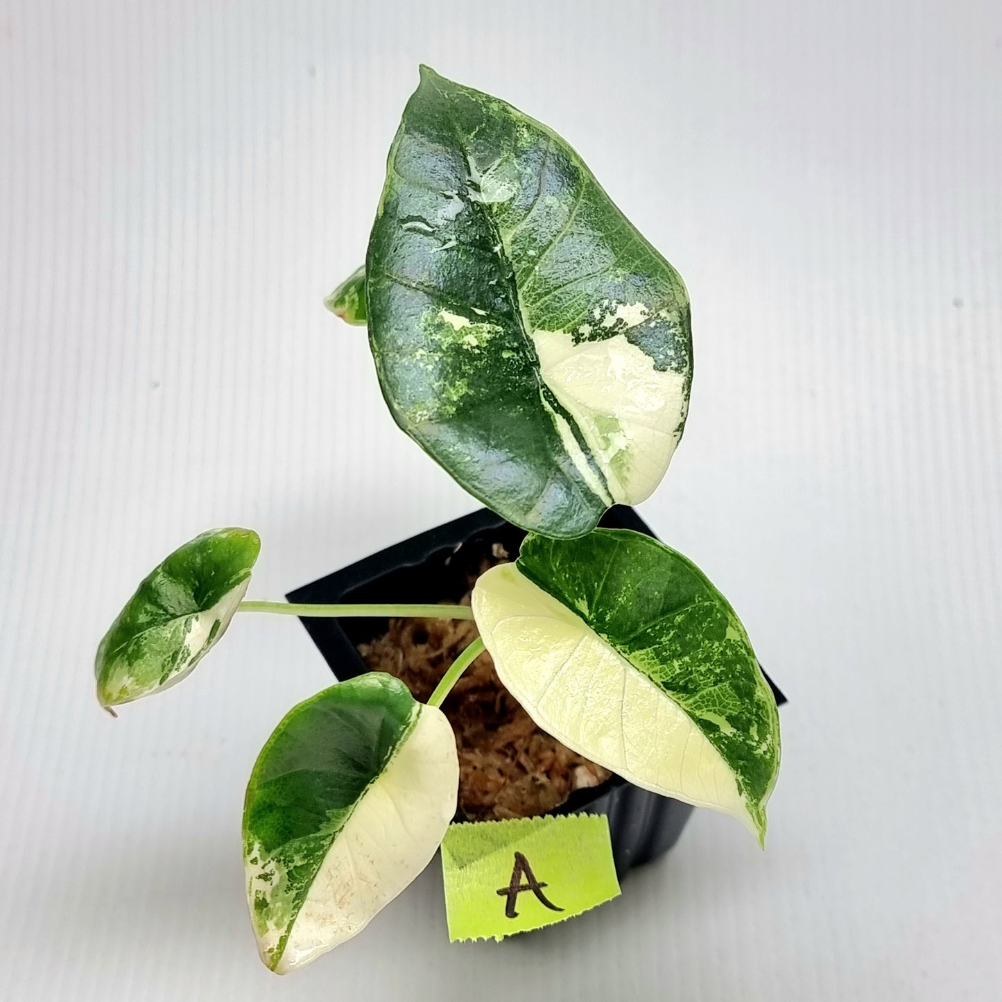 Alocasia Platinum/Bisma Albo Variegated
