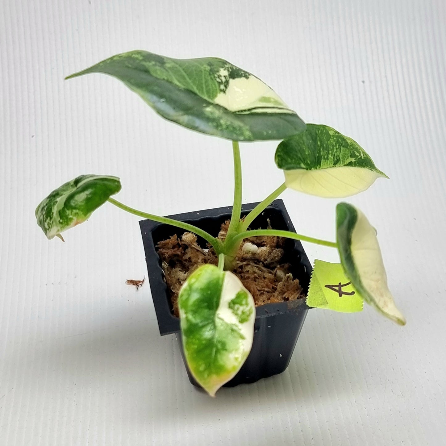 Alocasia Platinum/Bisma Albo Variegated