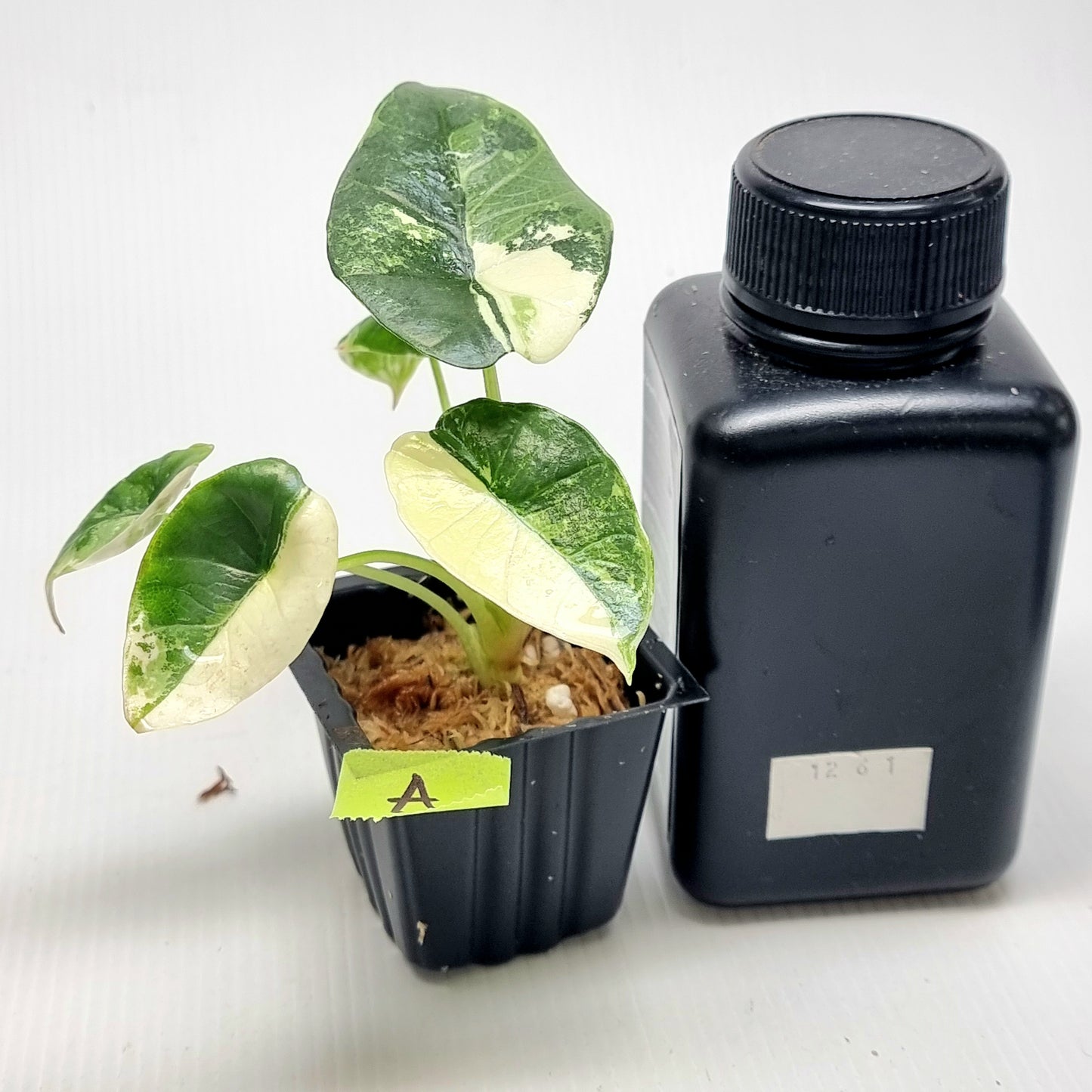 Alocasia Platinum/Bisma Albo Variegated