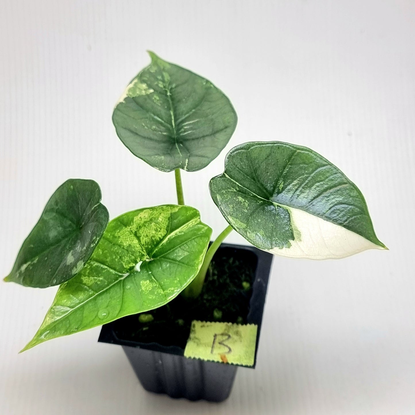 Alocasia Platinum/Bisma Albo Variegated