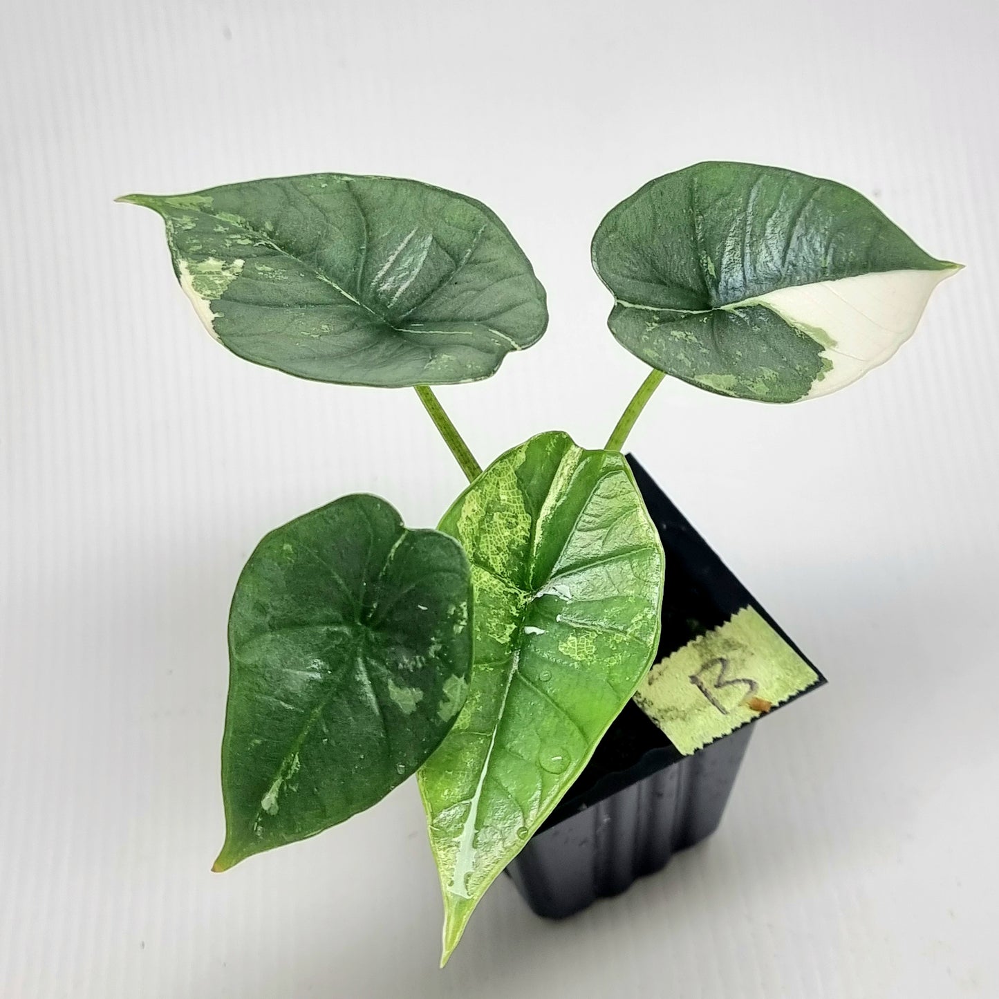Alocasia Platinum/Bisma Albo Variegated