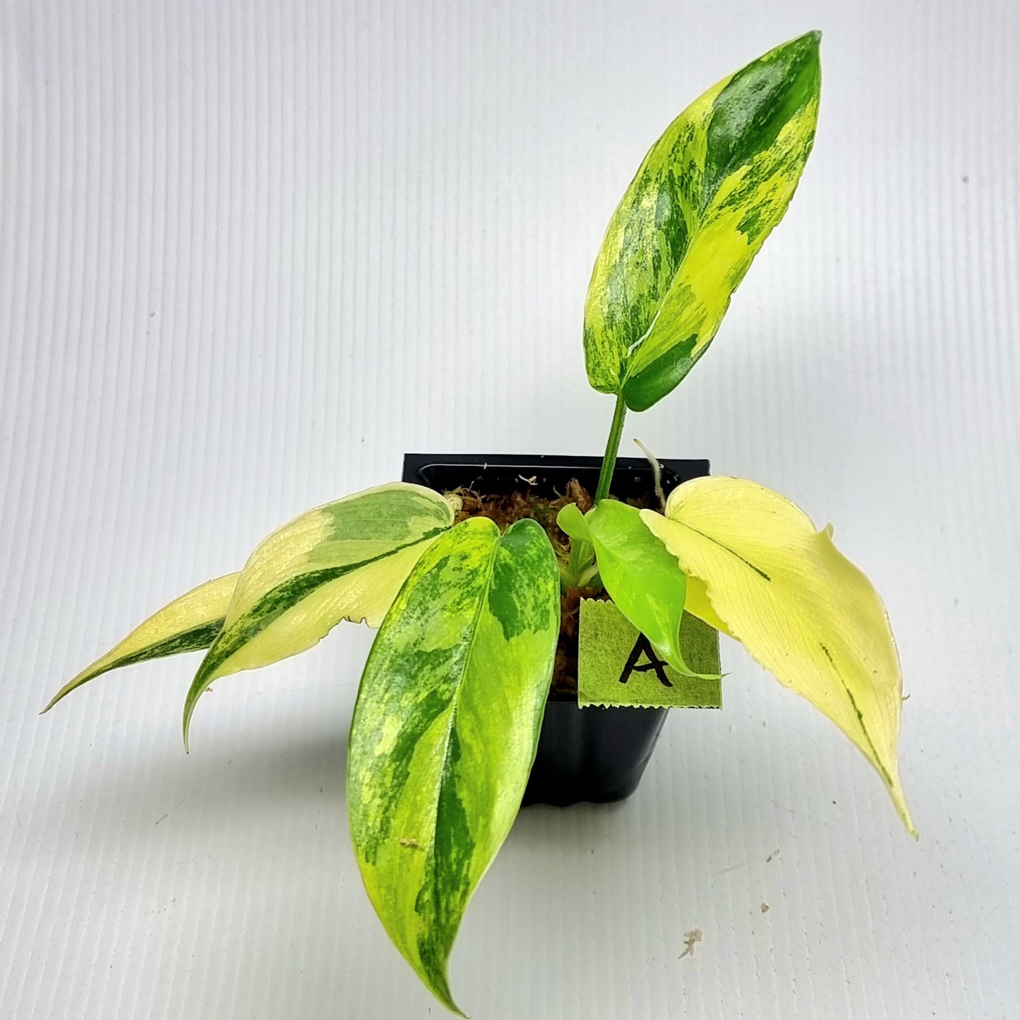 Philodendron squamiferum X P. Florida Beauty Variegated