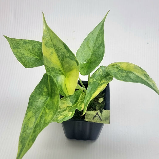 Alocasia heterophylla Dragon's Breath Aurea Variegated