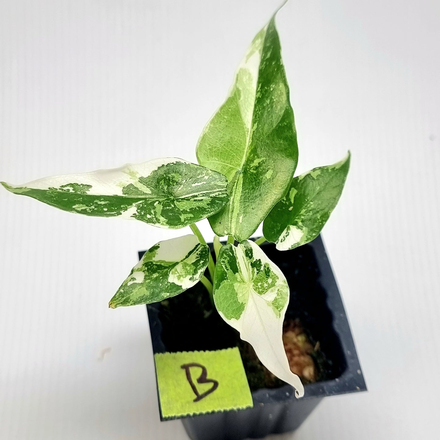 Alocasia Simpo Albo Variegated