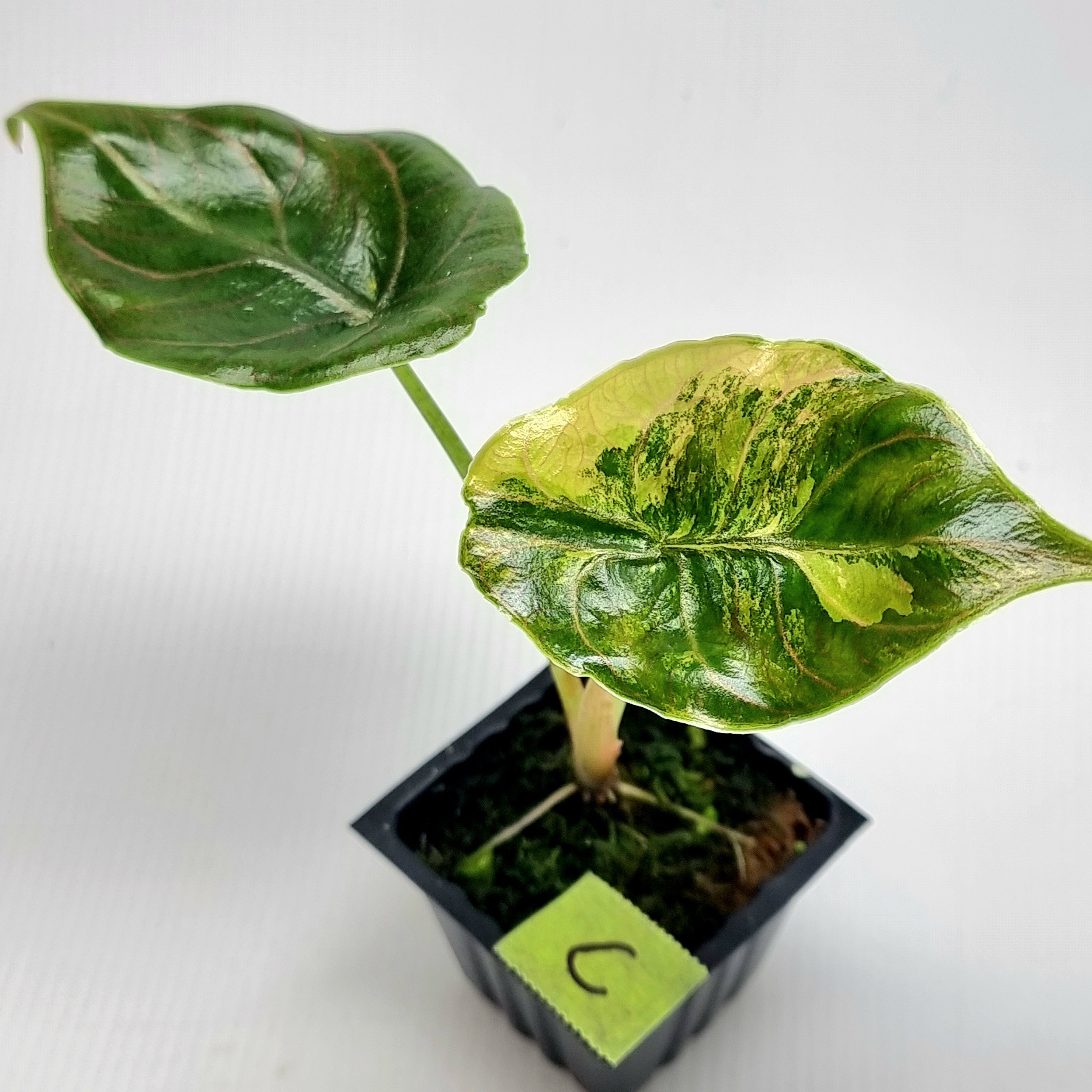 Alocasia azlanii Aurea Variegated – Flora Magnifica Australia