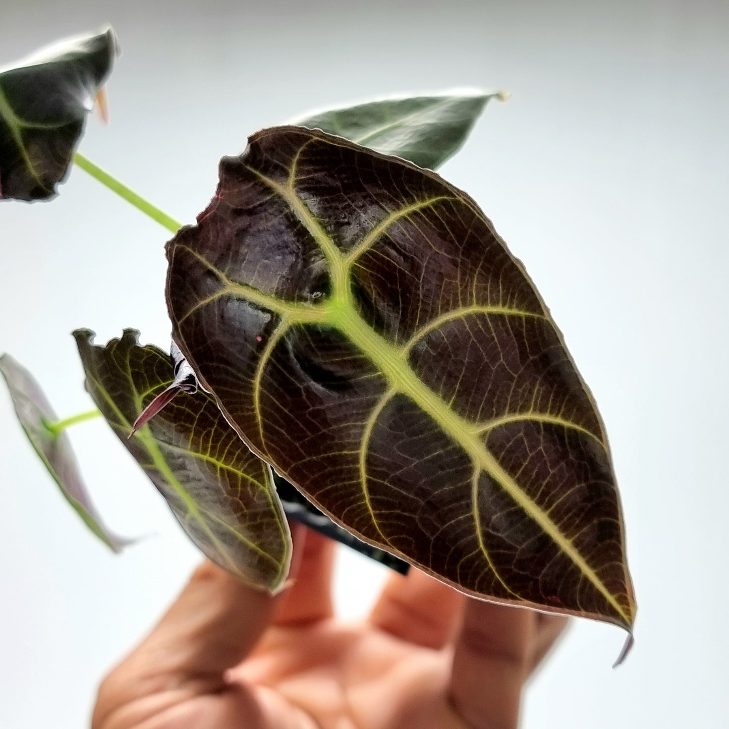 Alocasia watsoniana Reverted