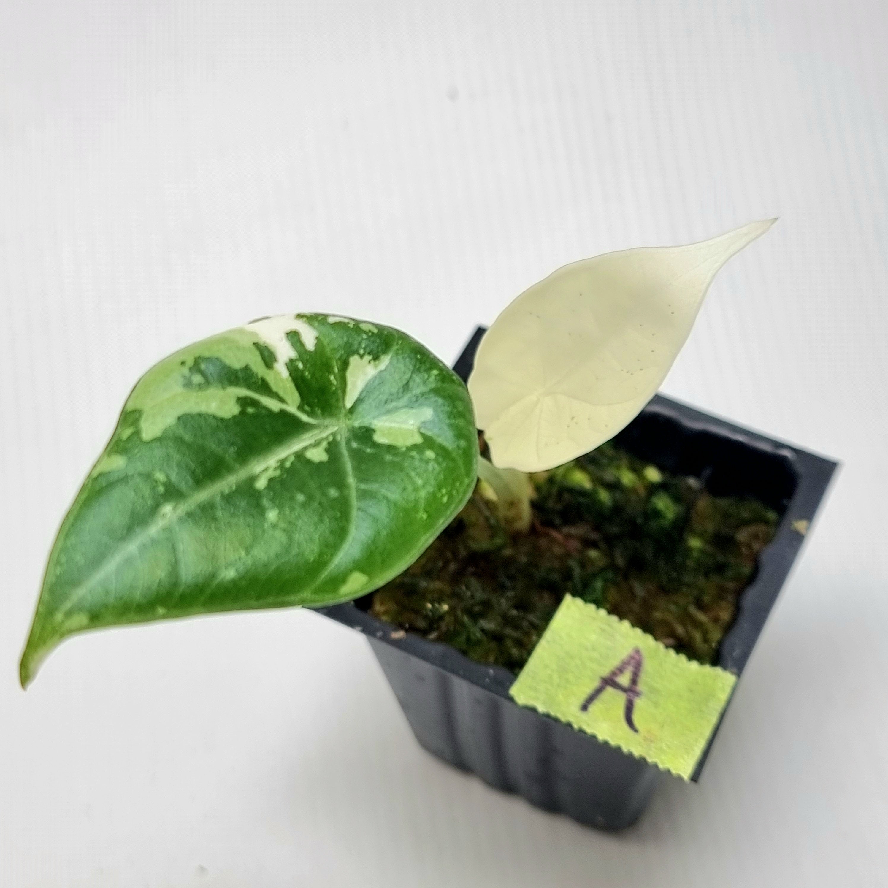 Alocasia Maharani Albo Variegated – Flora Magnifica Australia