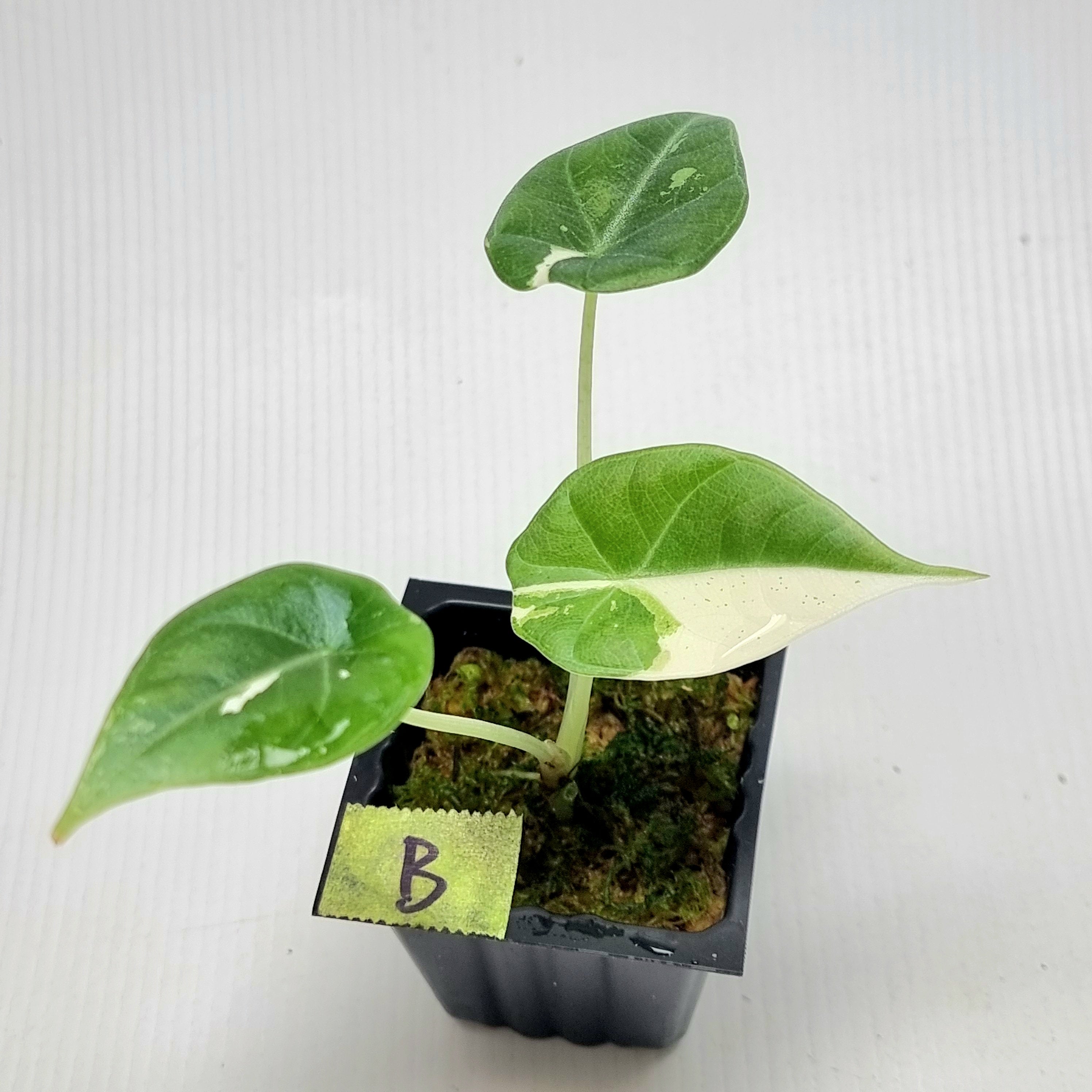 Alocasia Maharani Albo Variegated – Flora Magnifica Australia