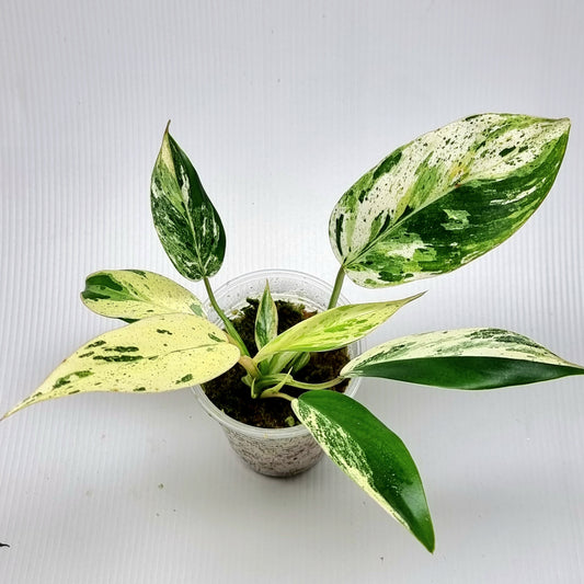 Philodendron Emerald Queen Marble