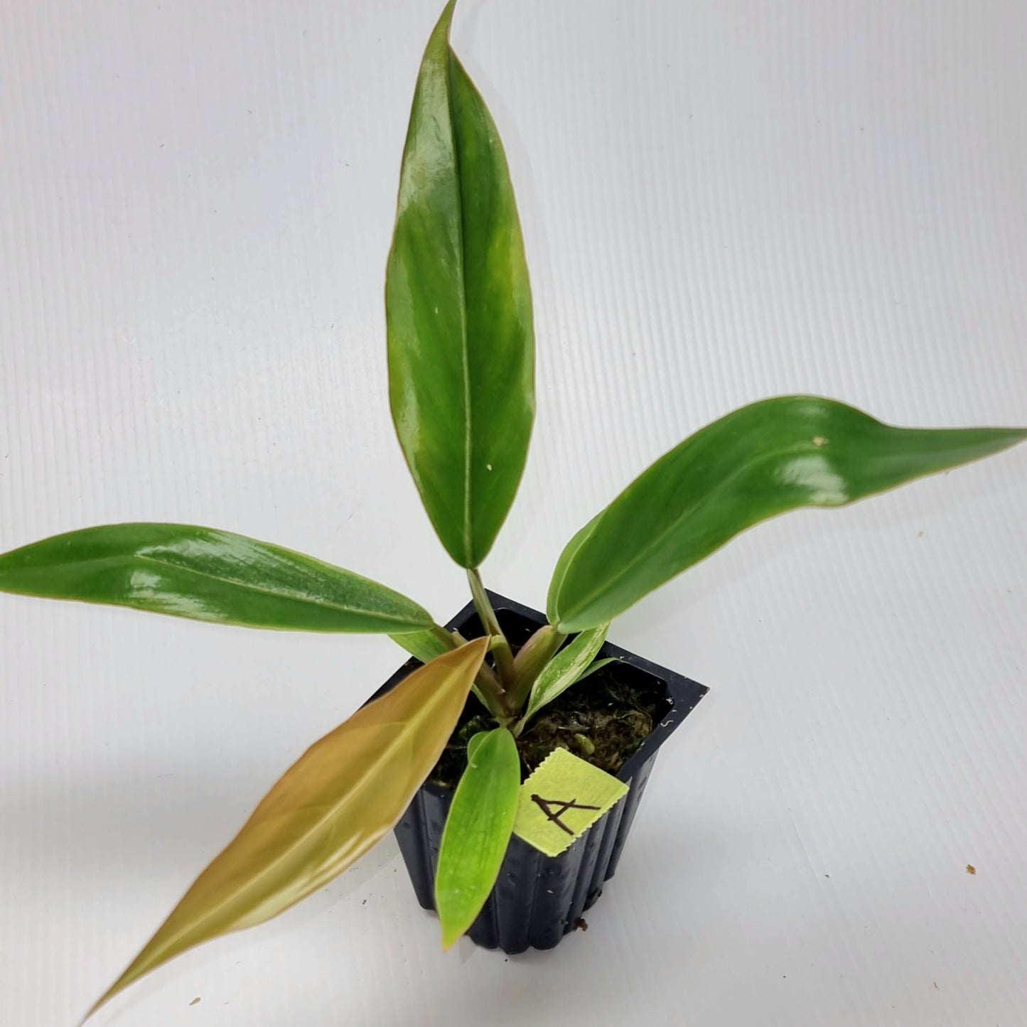Philodendron Caramel Marble Reverted