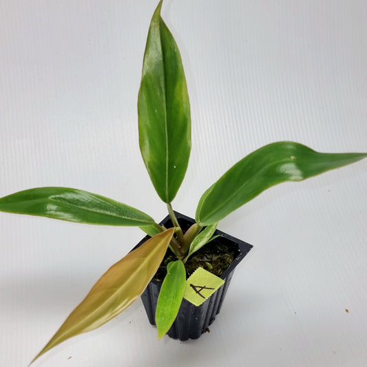 Philodendron Caramel Marble Reverted