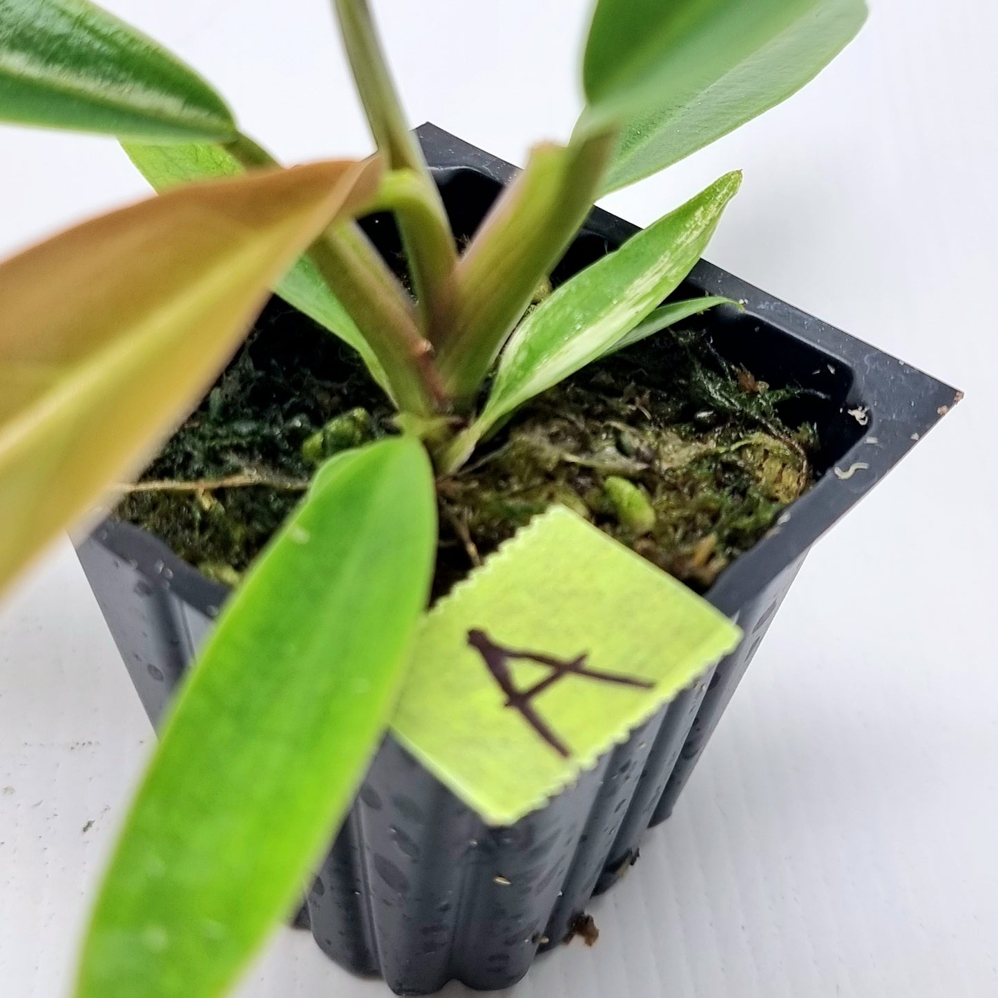 Philodendron Caramel Marble Reverted