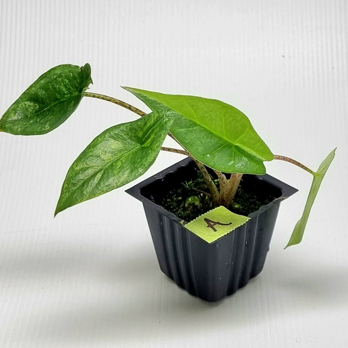 Alocasia heterophylla Metallic Blue Aurea Variegated