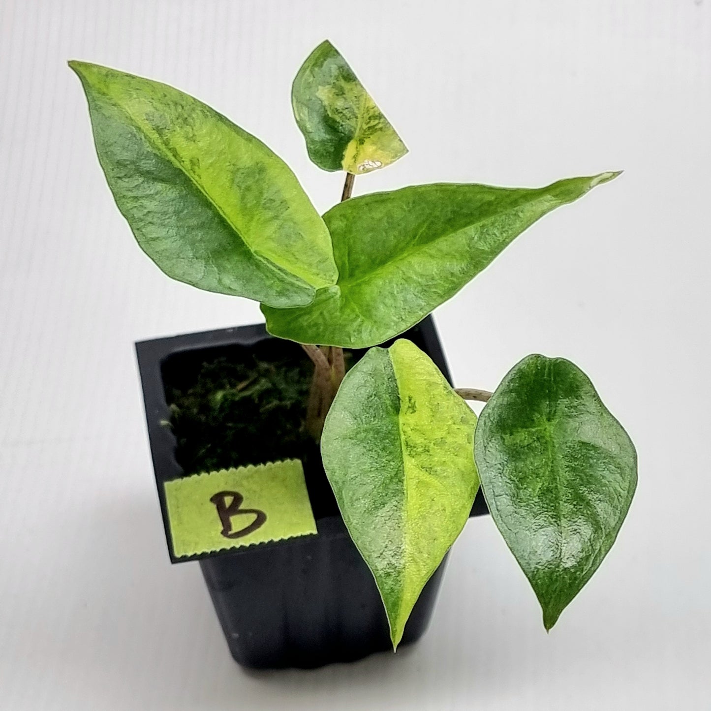 Alocasia heterophylla Metallic Blue Aurea Variegated