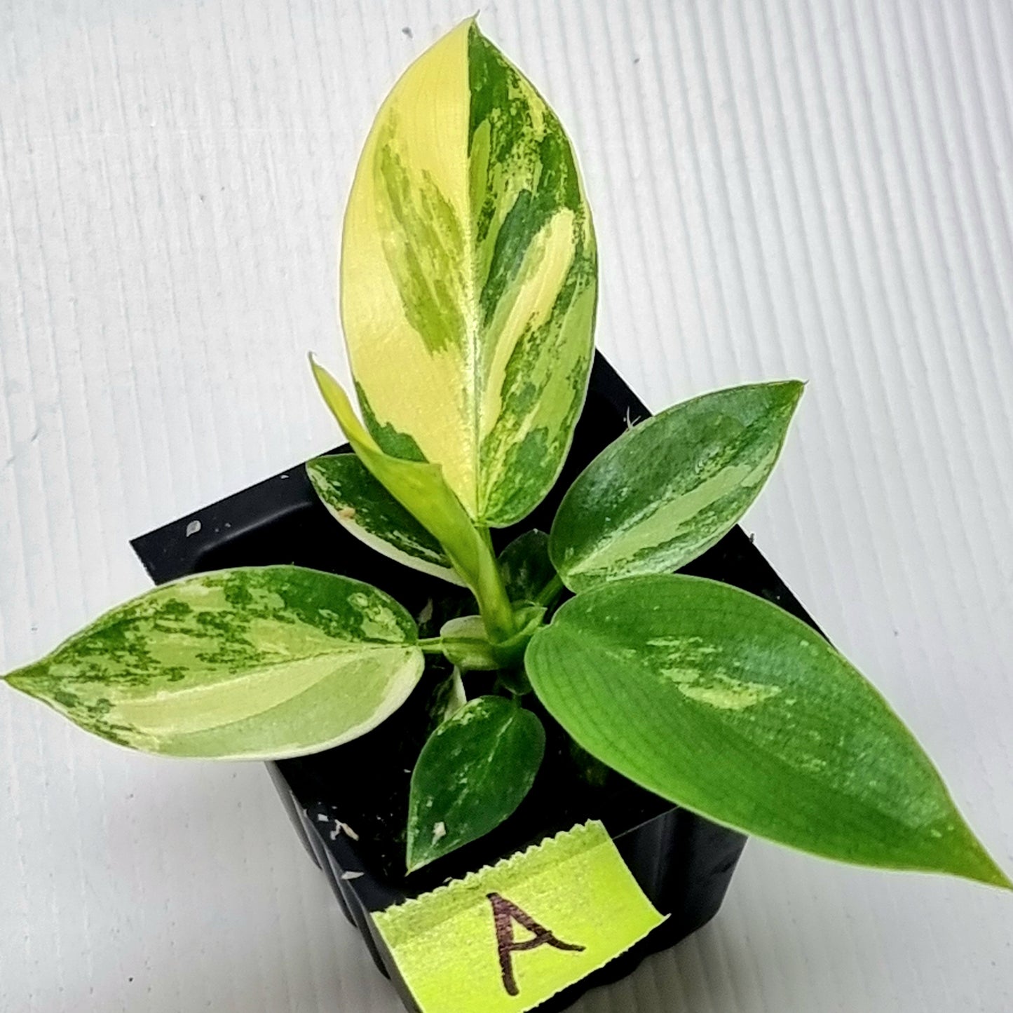 Philodendron Imperial Green Variegated